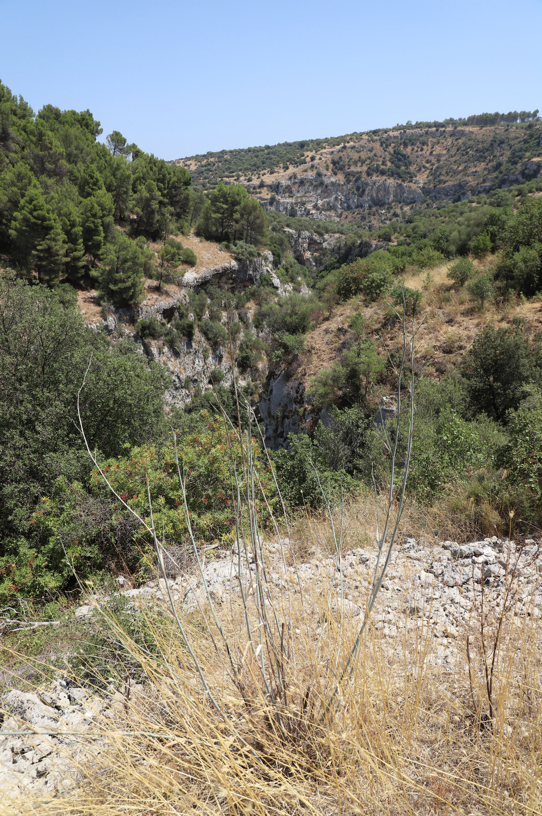 IMG 0914 LR